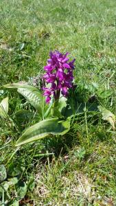 Orchis mascula