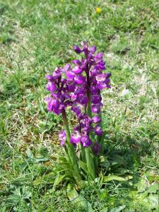 Orchis mascula