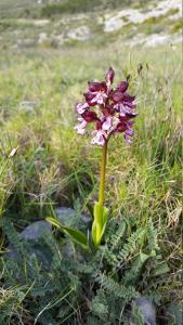 Orchis desconegut a les Abelles