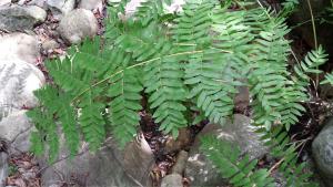 Osmunda regalis