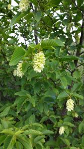 Ostrya carpinifolia