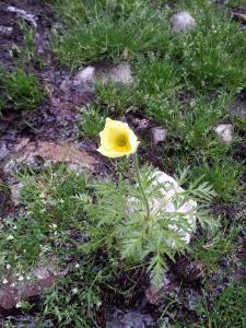 Pulsatilla alpina