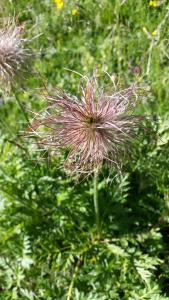 Pulsatilla montana (fructifications)