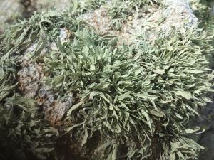 Ramalina siliquosa