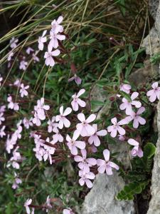 Saponaria ocymoides