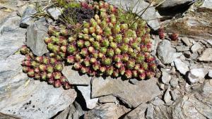 Sempervivum