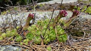 Sempervivum montanum