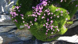 Silene acaulis