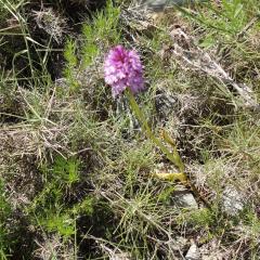 Anacamptis pyramidalis observada a Perellós