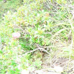 Lilium martagon