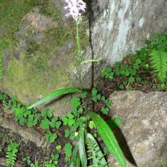 Orquis maculat