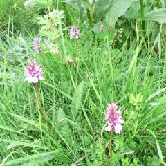 Dactylorhiza maculata dins d'una mollera