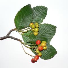 Foto d'una branca de moixera (Sorbus aria) amb fructificacions