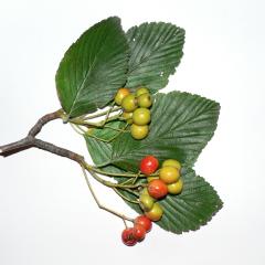 Photo d'un rameau d'alisiser (Sorbus aria) avec ses fructifications