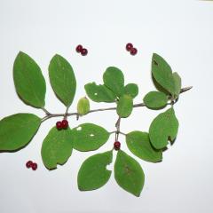 Foto de la fràngula (Rhamnus frangula)