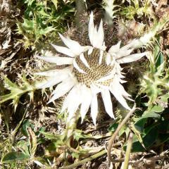 Carline acaule (Carlina acaulis)