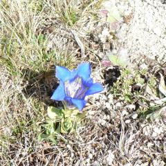 Gentiane acaule (Gentiana acaulis)