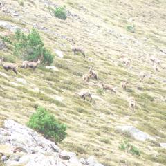 Isards (Rupricapra pyrenaica) sur le Madres