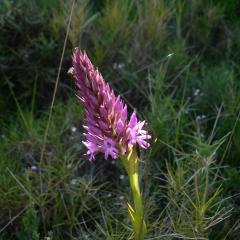 Orchis pyramidal