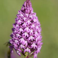 Orchis pyramidal