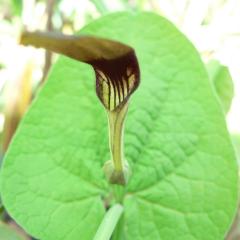 Aristolochia rotunda