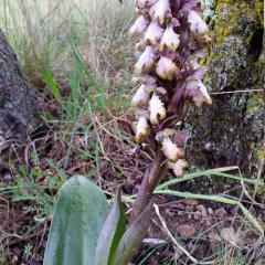 Orchis géant