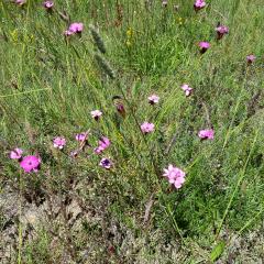 Dianthus