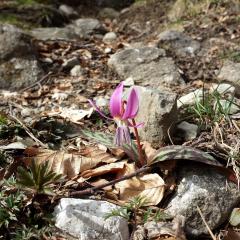 Erythronium dens-canis