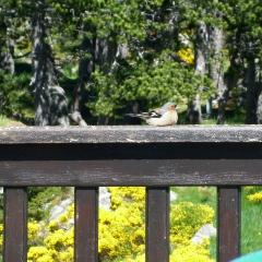 Fringilla coelebs