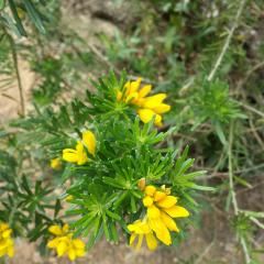 Genista linifolia