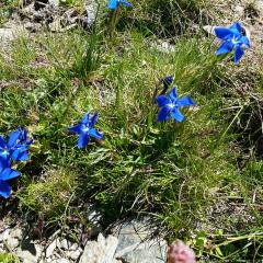 Gentiana verna