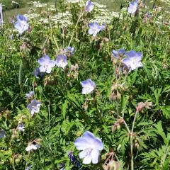 Geranium pratense