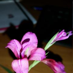 Gladiolus communis