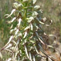 Orquídia del llangardaix