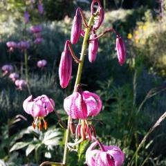 Lilium martagon