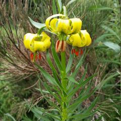 Lilium pyrenaicum