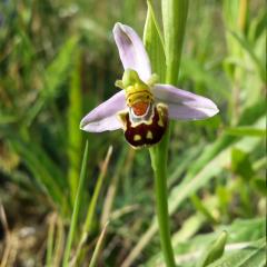 Orquídia abella