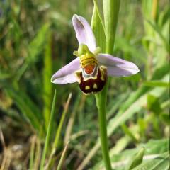 Ophrys abeille