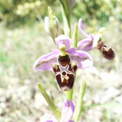 Ophrys scolopax