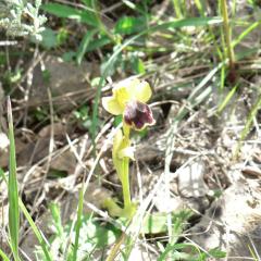 Ophrys fusca