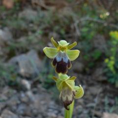 Ophrys brun