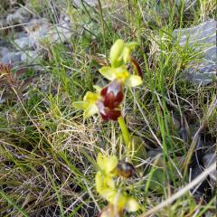 Ophrys brun