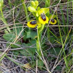 Ophrys jaune