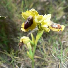 Ophrys jaune