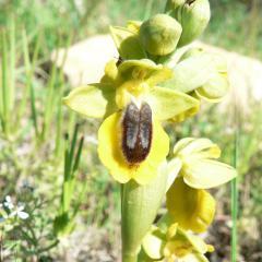 Ophrys lutea