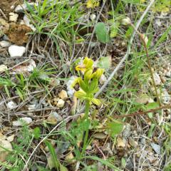 Ophrys jaune