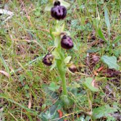 Ophrys de Provence