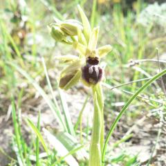 Ophrys araignée