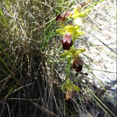 Ophrys brun