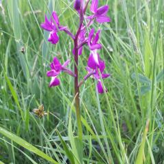 Anacamptis laxiflora